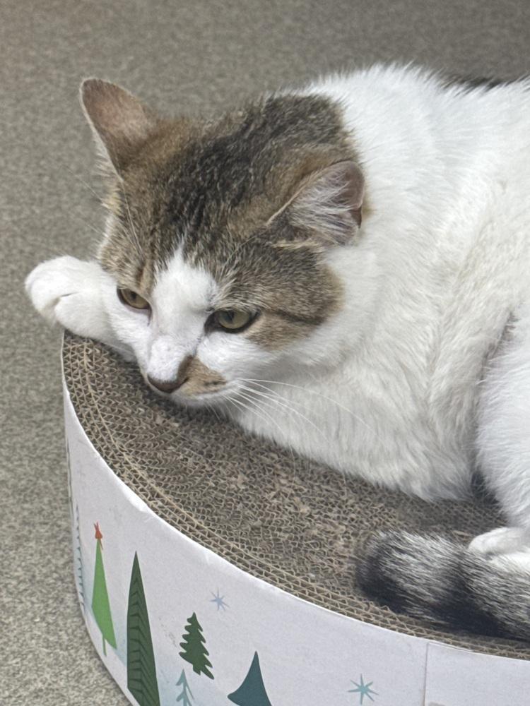 Rosebud, Adoptable, Adult Female Domestic Short Hair.