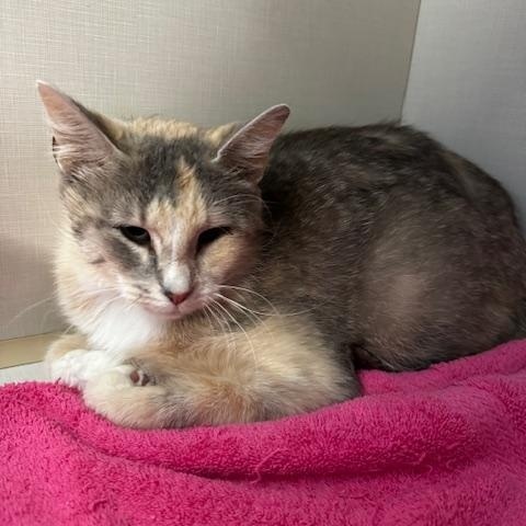 Letizia, a ADOPTABLE Domestic Short Hair in Hutchinson, MN image 2/2
