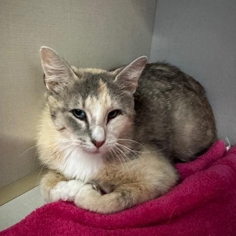 Letizia, ADOPTABLE, Adult Female Domestic Short Hair.