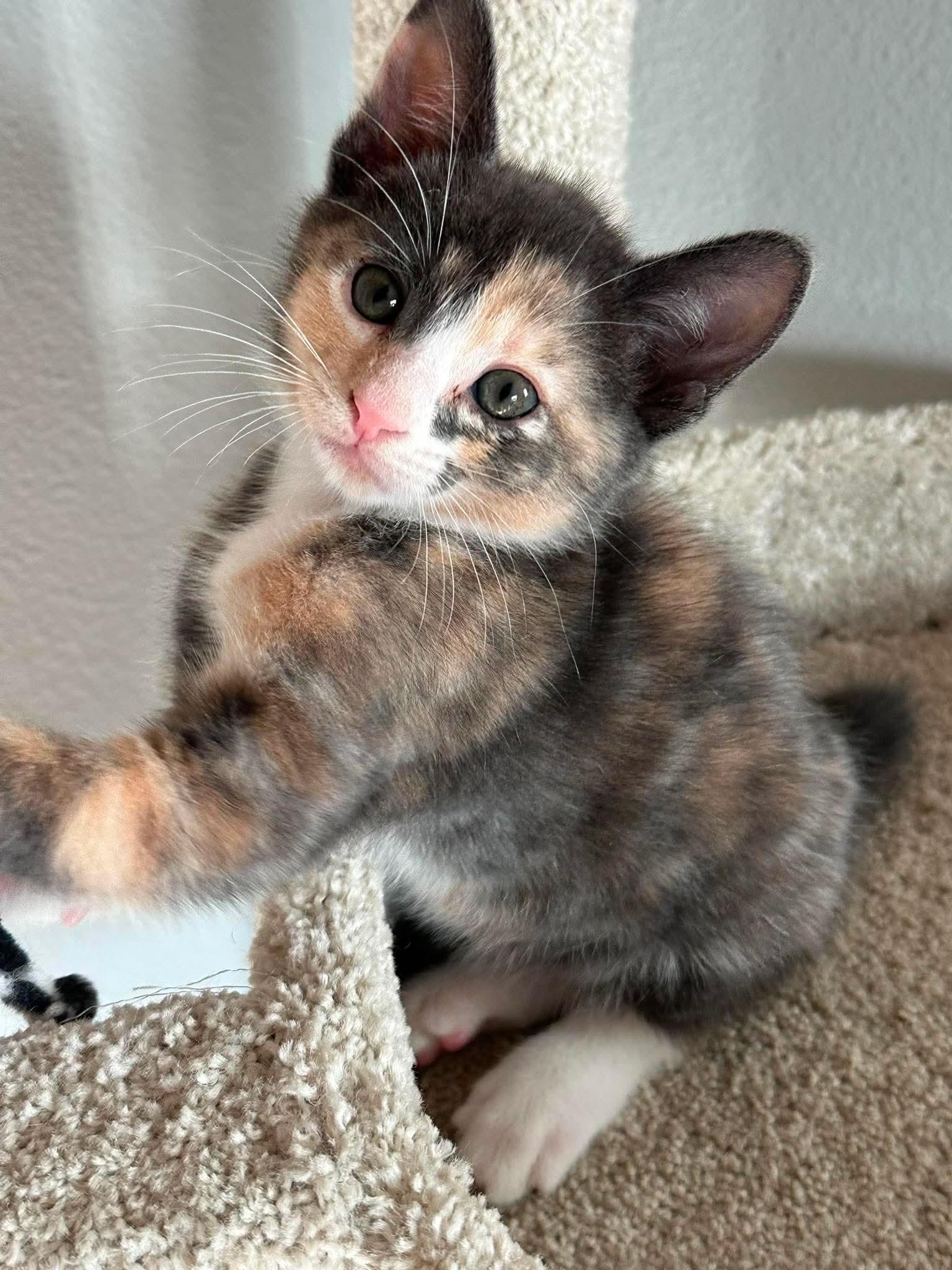 Nutmeg, ADOPTABLE, Kitten Female Domestic Short Hair.
