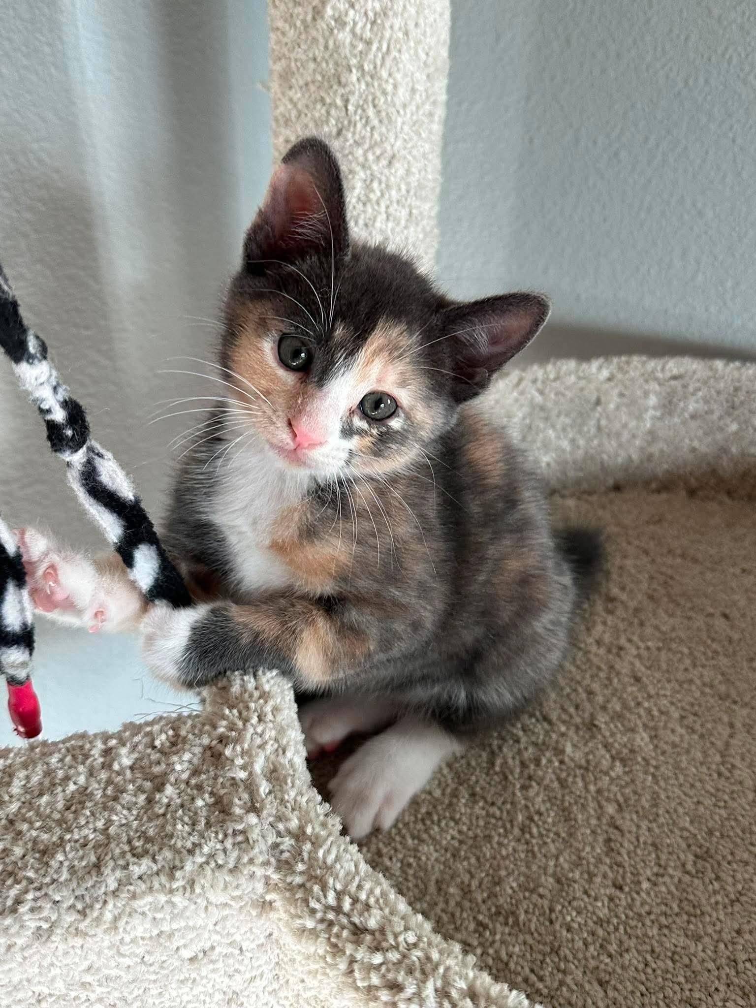 Nutmeg, a ADOPTABLE Domestic Short Hair in Bonney Lake, WA image 3/5