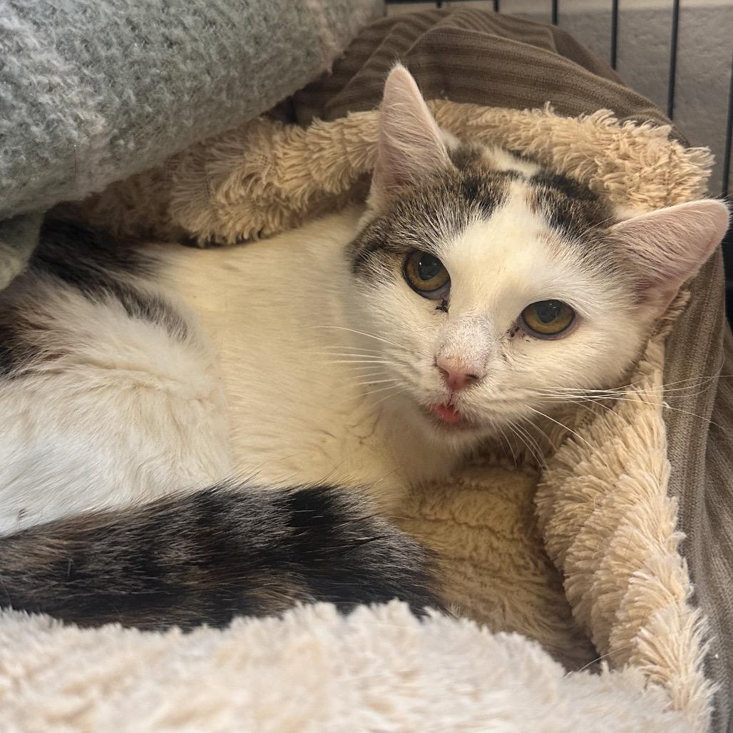 Limerick, Adoptable, Adult Female Domestic Short Hair.