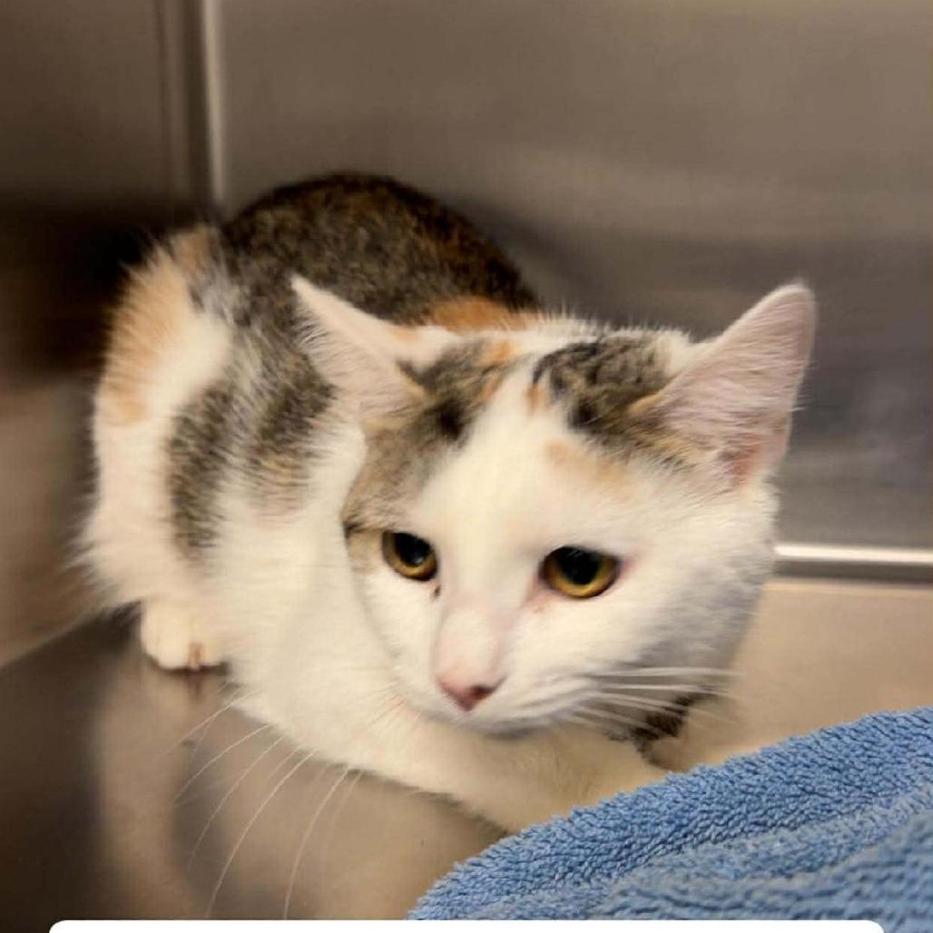 Limerick, a Adoptable Domestic Short Hair in Rocky Mount, VA image 2/2