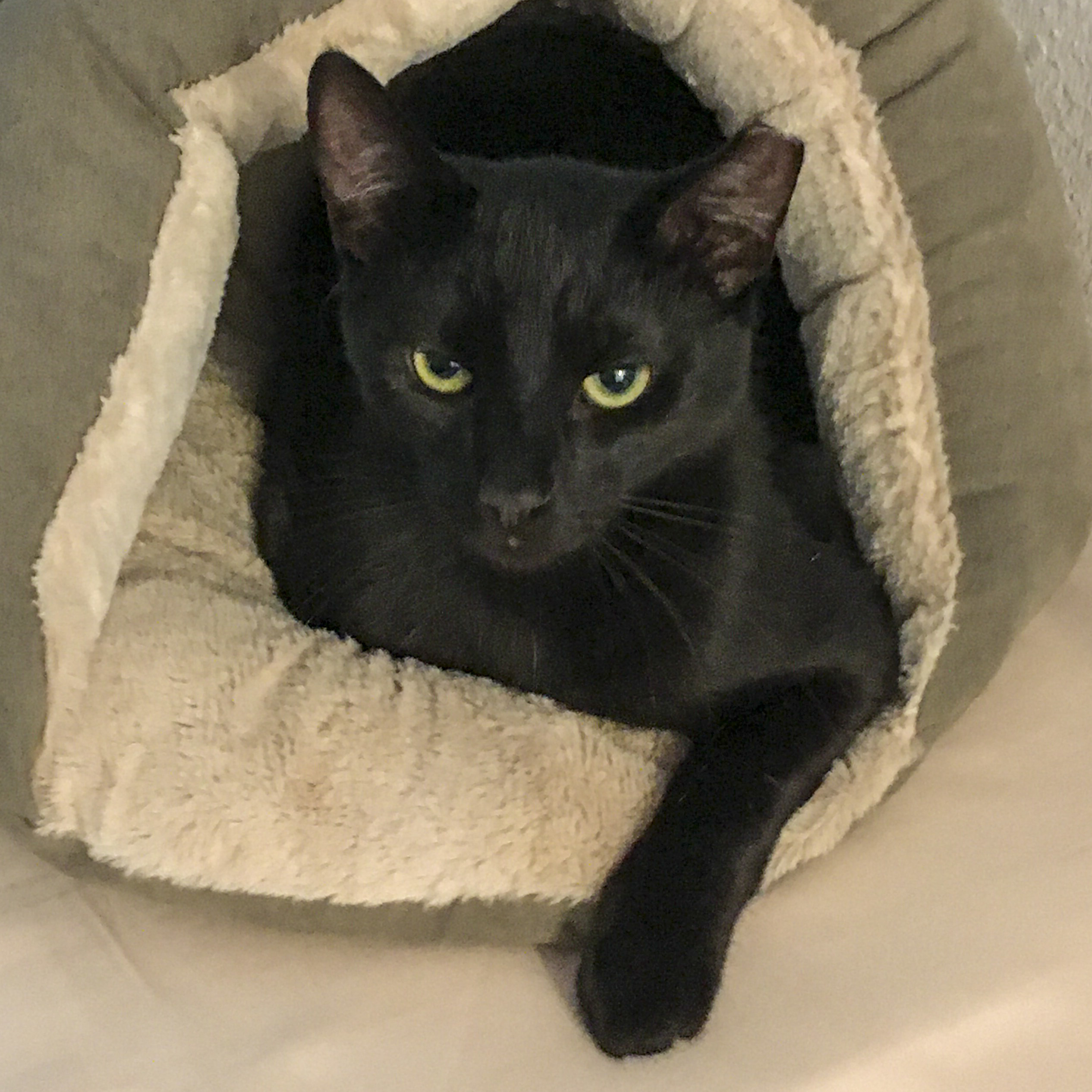 Enlarge Lucas [Bonded with Kipo], a Adoptable mixed breed in Benicia, CA image 1/6