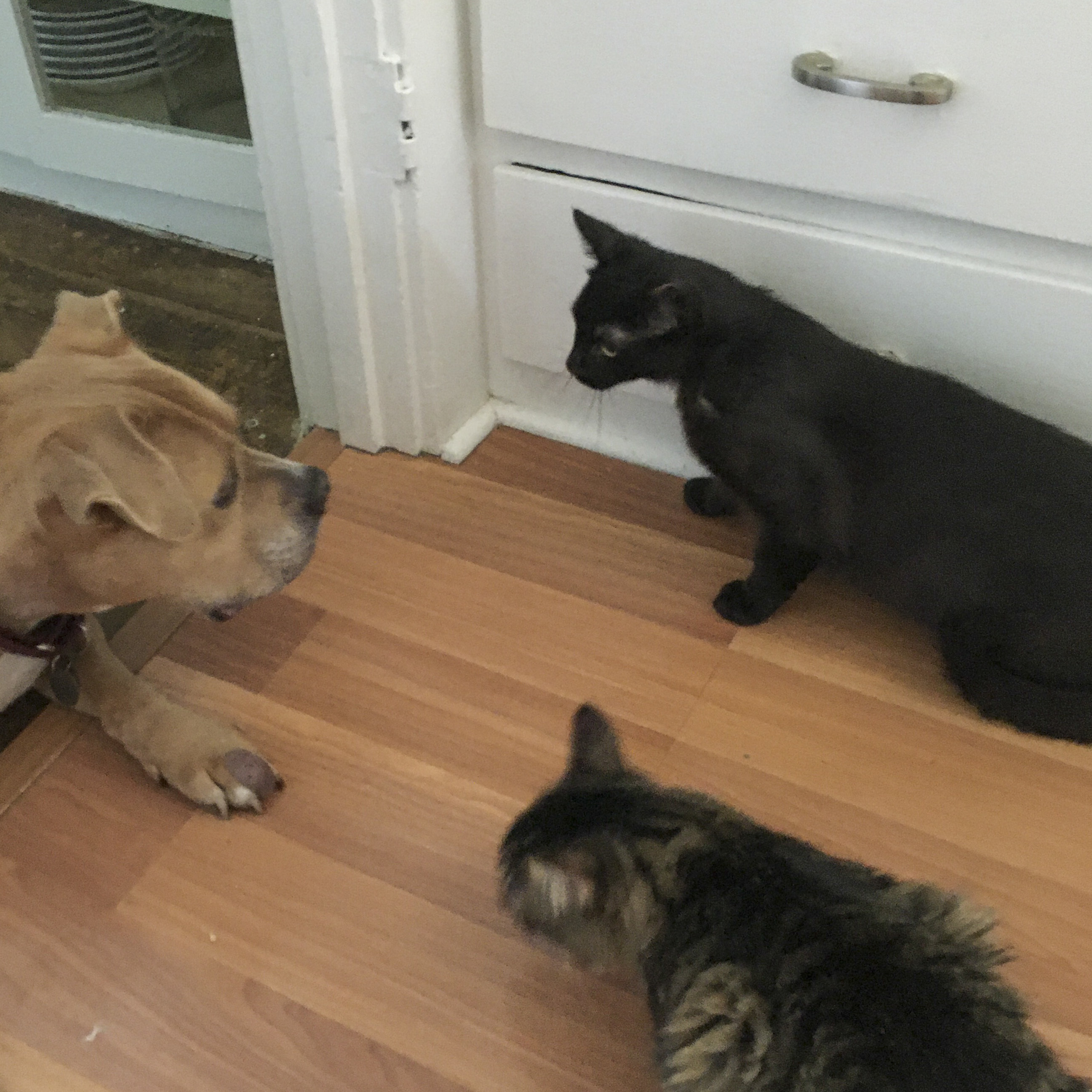 Enlarge Lucas [Bonded with Kipo], a Adoptable mixed breed in Benicia, CA image 2/6