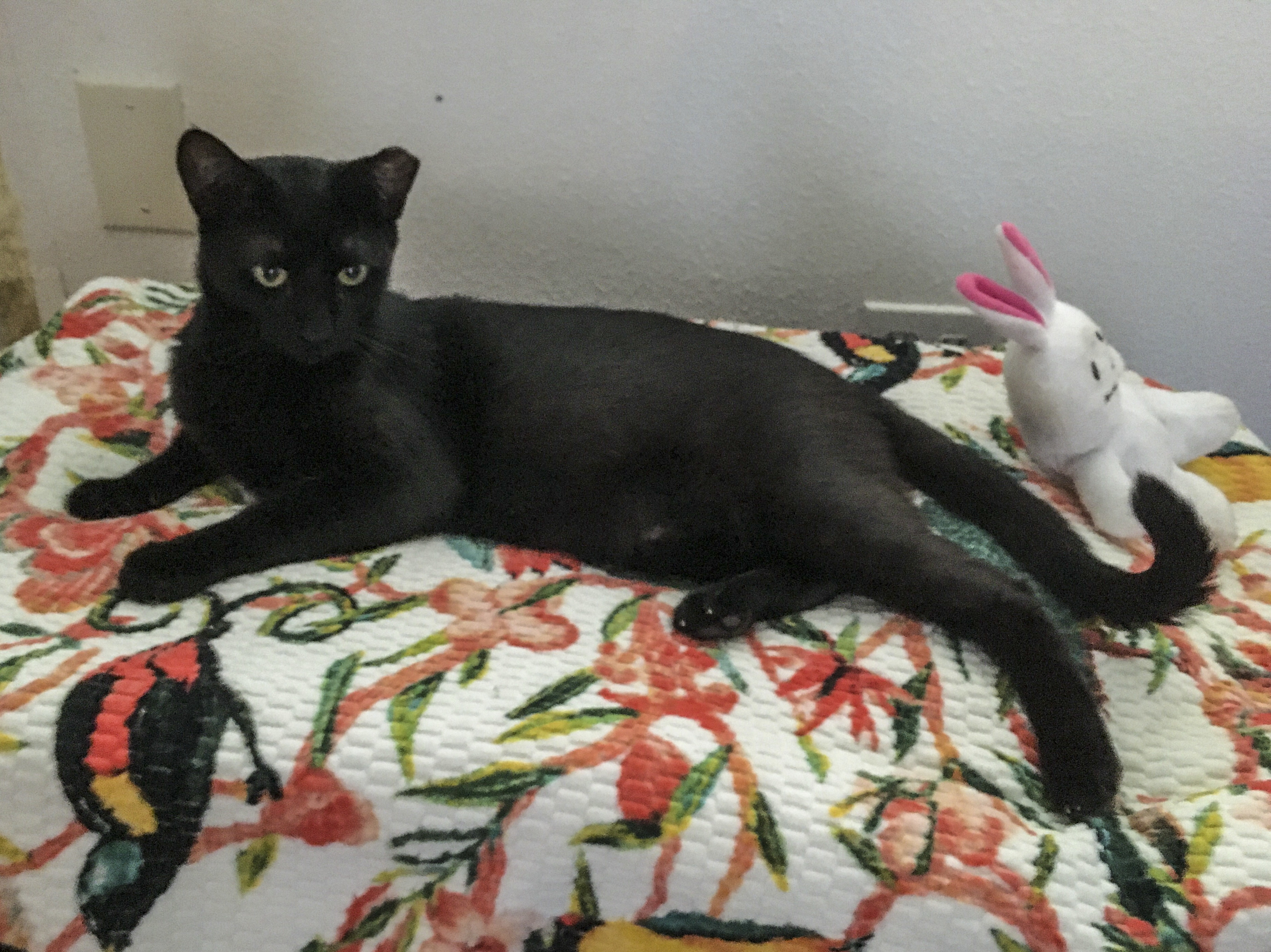 Enlarge Lucas [Bonded with Kipo], a Adoptable mixed breed in Benicia, CA image 3/6