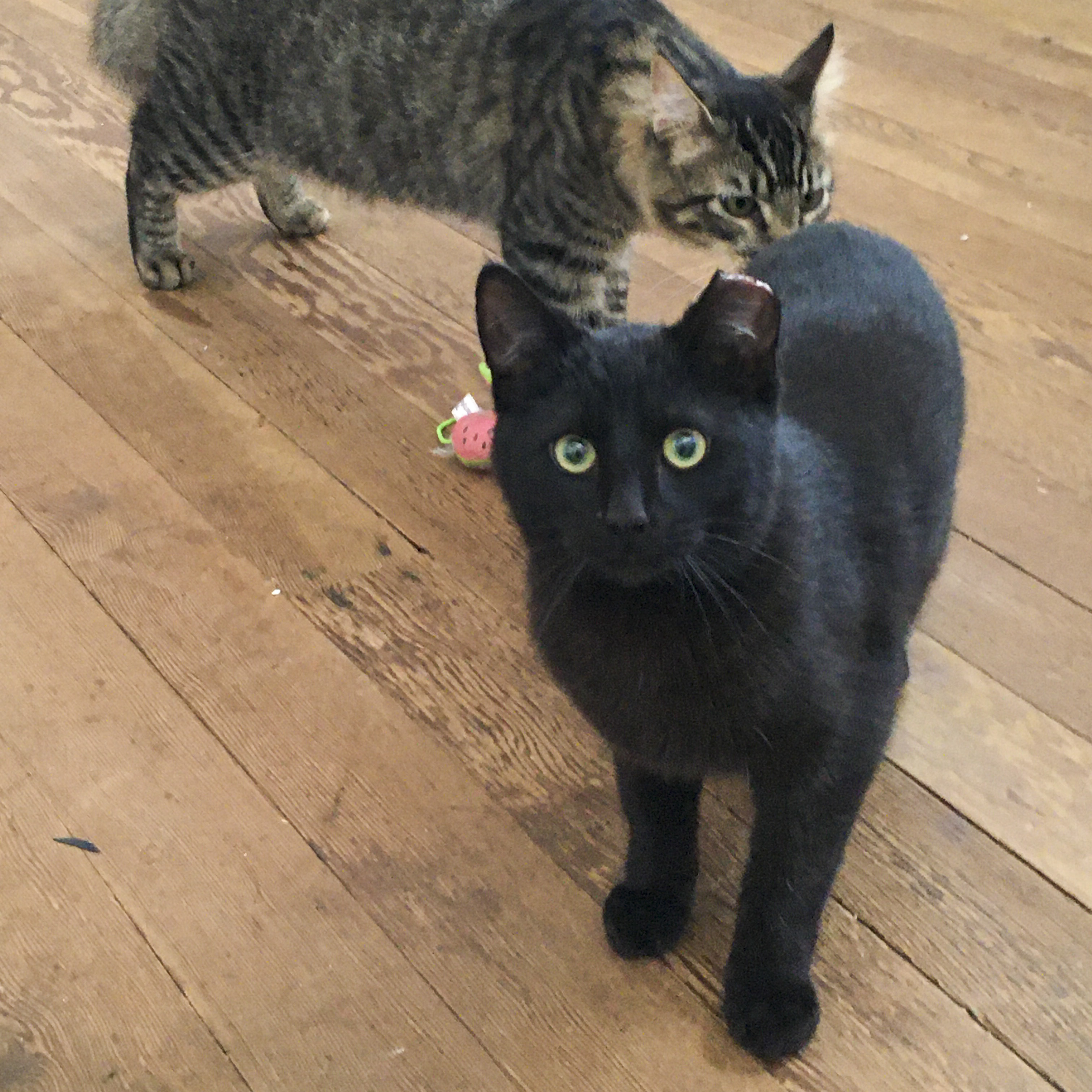 Enlarge Lucas [Bonded with Kipo], a Adoptable mixed breed in Benicia, CA image 4/6