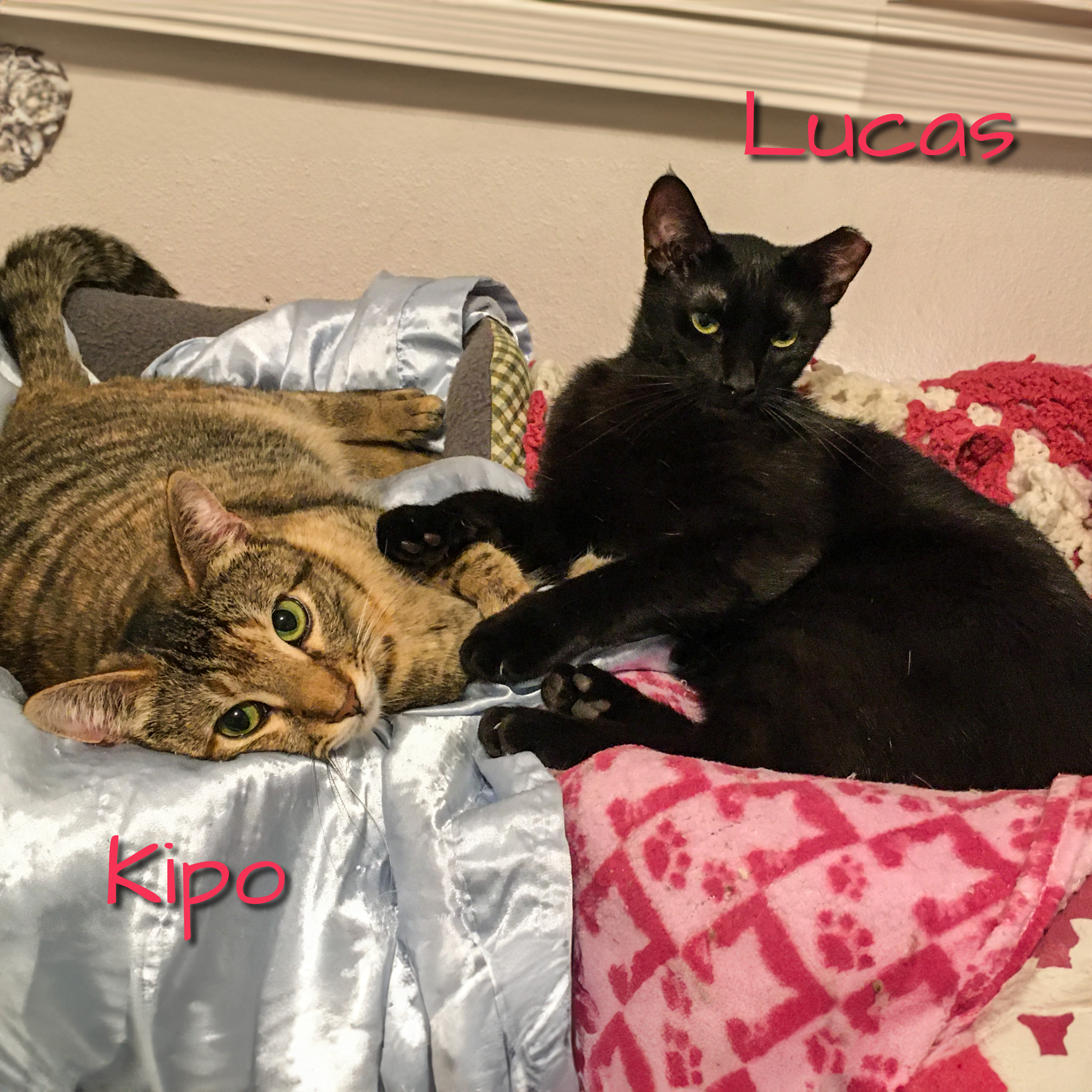 Enlarge Lucas [Bonded with Kipo], a Adoptable mixed breed in Benicia, CA image 6/6