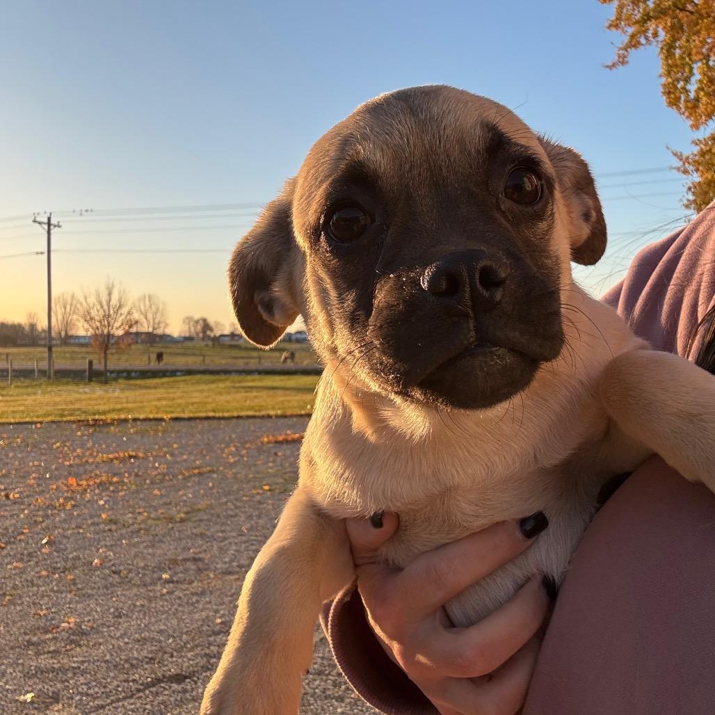 Chonk, Adoptable, Young Male Pug.