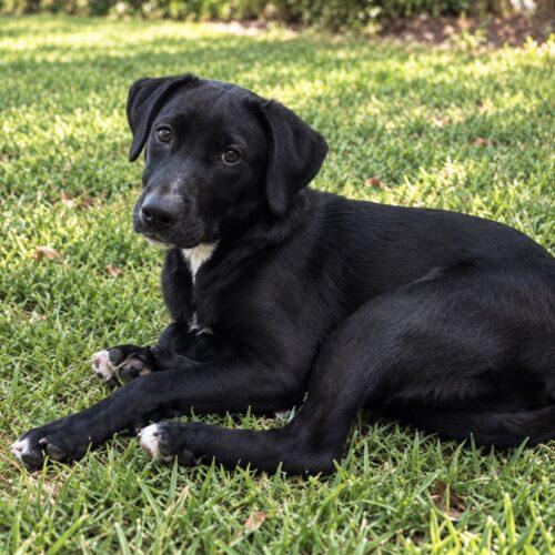 Turnipgreen Lonestar, Adoptable, Puppy Female Labrador Retriever.