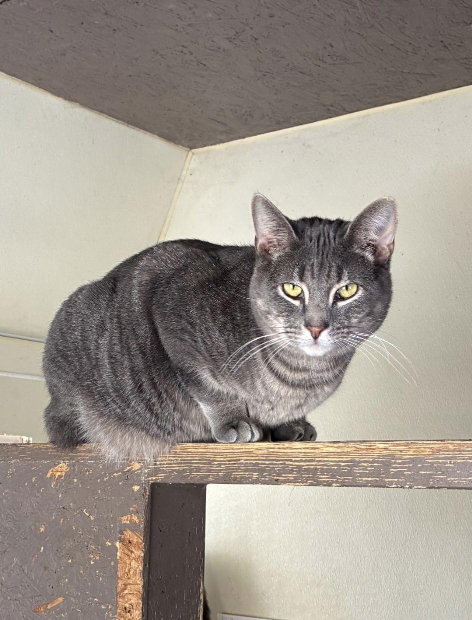 Draco, Adoptable, Young Male Domestic Short Hair.