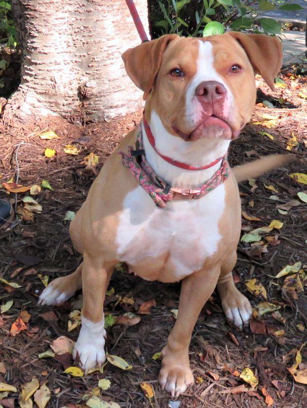 Enlarge Nacho, a Adoptable Pit Bull Terrier in Lexington, VA image 4/4