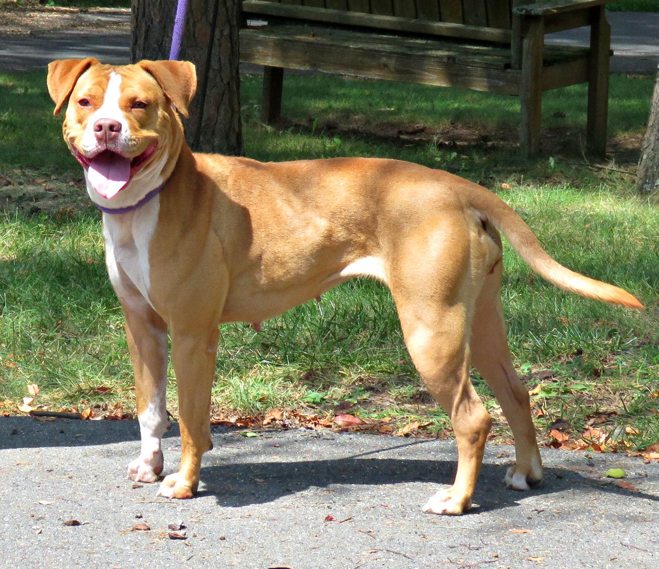 Enlarge Nacho, a Adoptable Pit Bull Terrier in Lexington, VA image 4/4