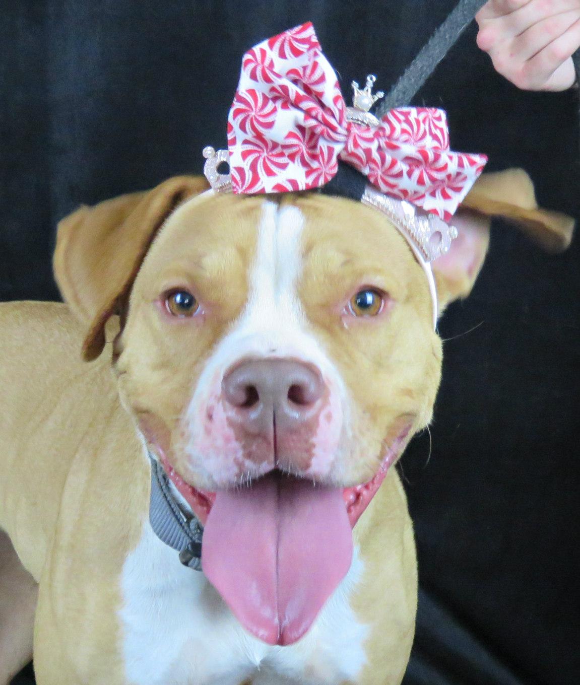 Nacho, Adoptable, Adult Female Pit Bull Terrier.