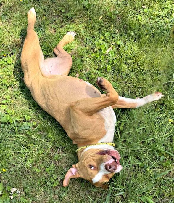 Nacho, Adoptable, Adult Female Pit Bull Terrier.