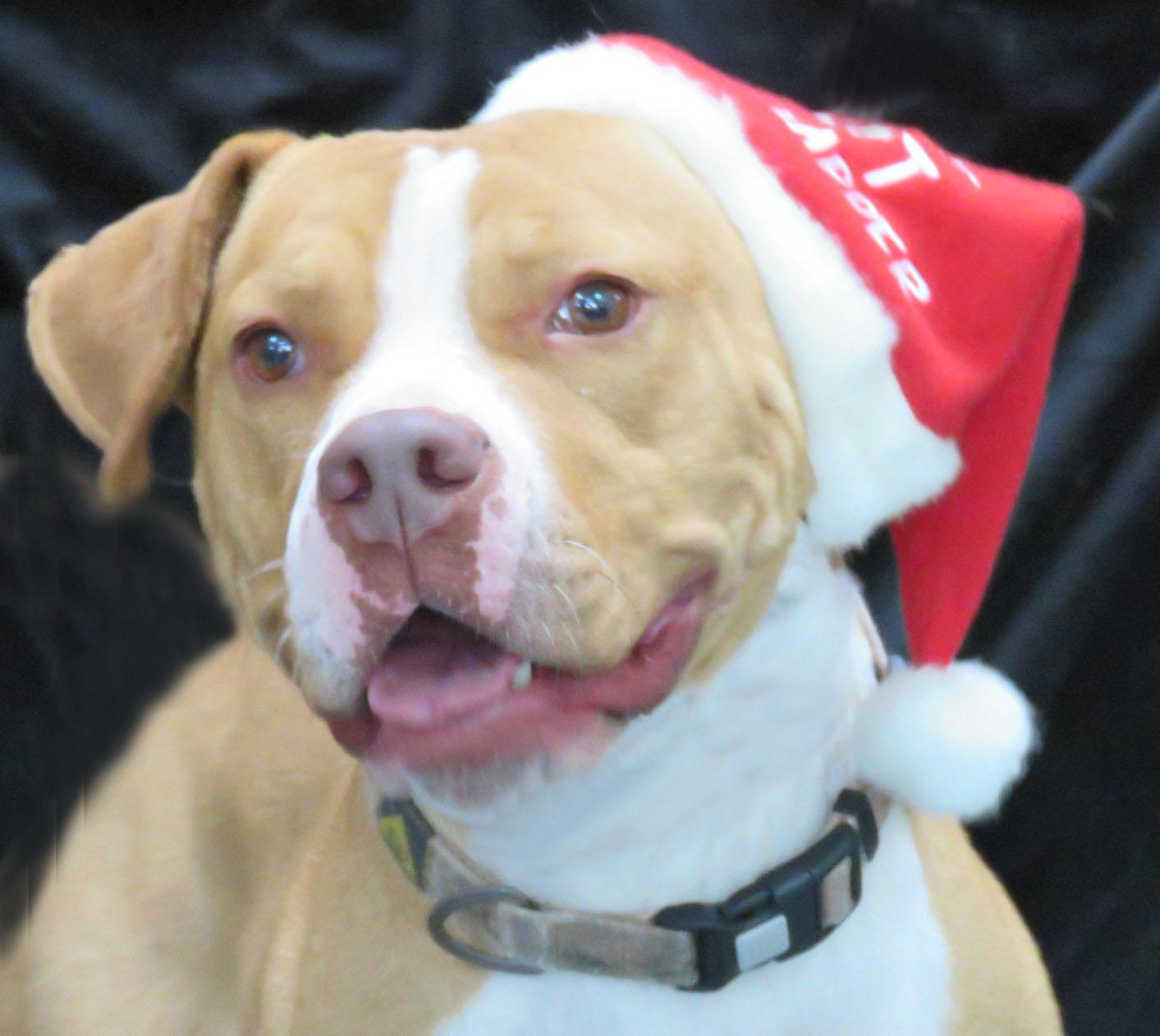 Enlarge Nacho, a Adoptable Pit Bull Terrier in Lexington, VA image 1/2
