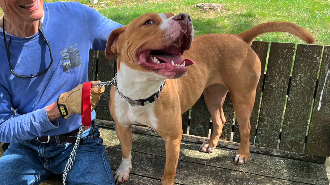 Enlarge Nacho, a Adoptable Pit Bull Terrier in Lexington, VA video 2/2