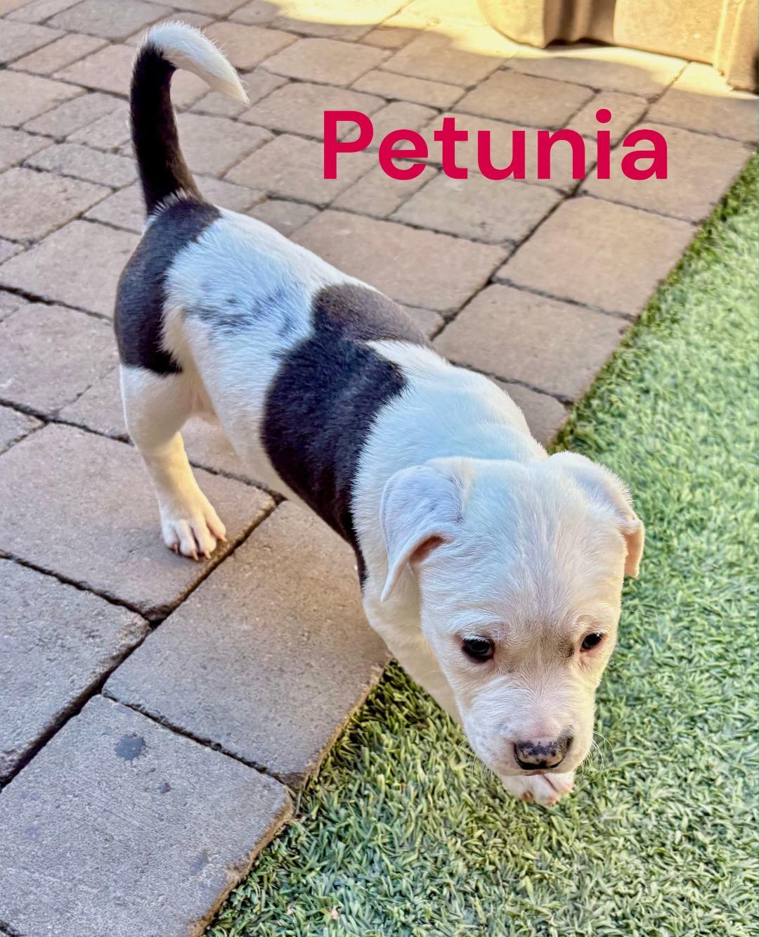 Petunia, ADOPTABLE, Puppy Female American Staffordshire Terrier.