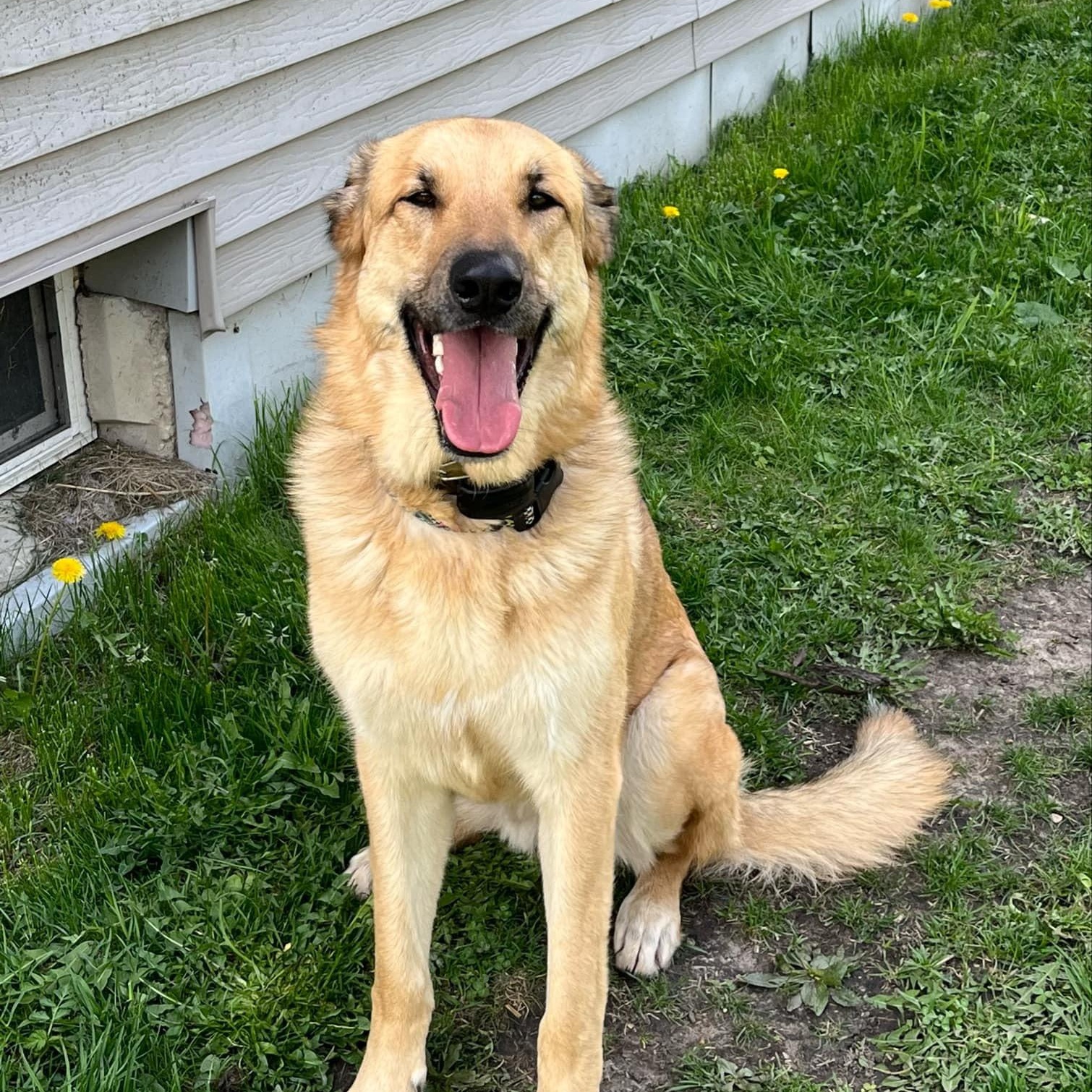 Klaus, an adoptable Shepherd in Watertown, WI, 53094 | Photo Image 1