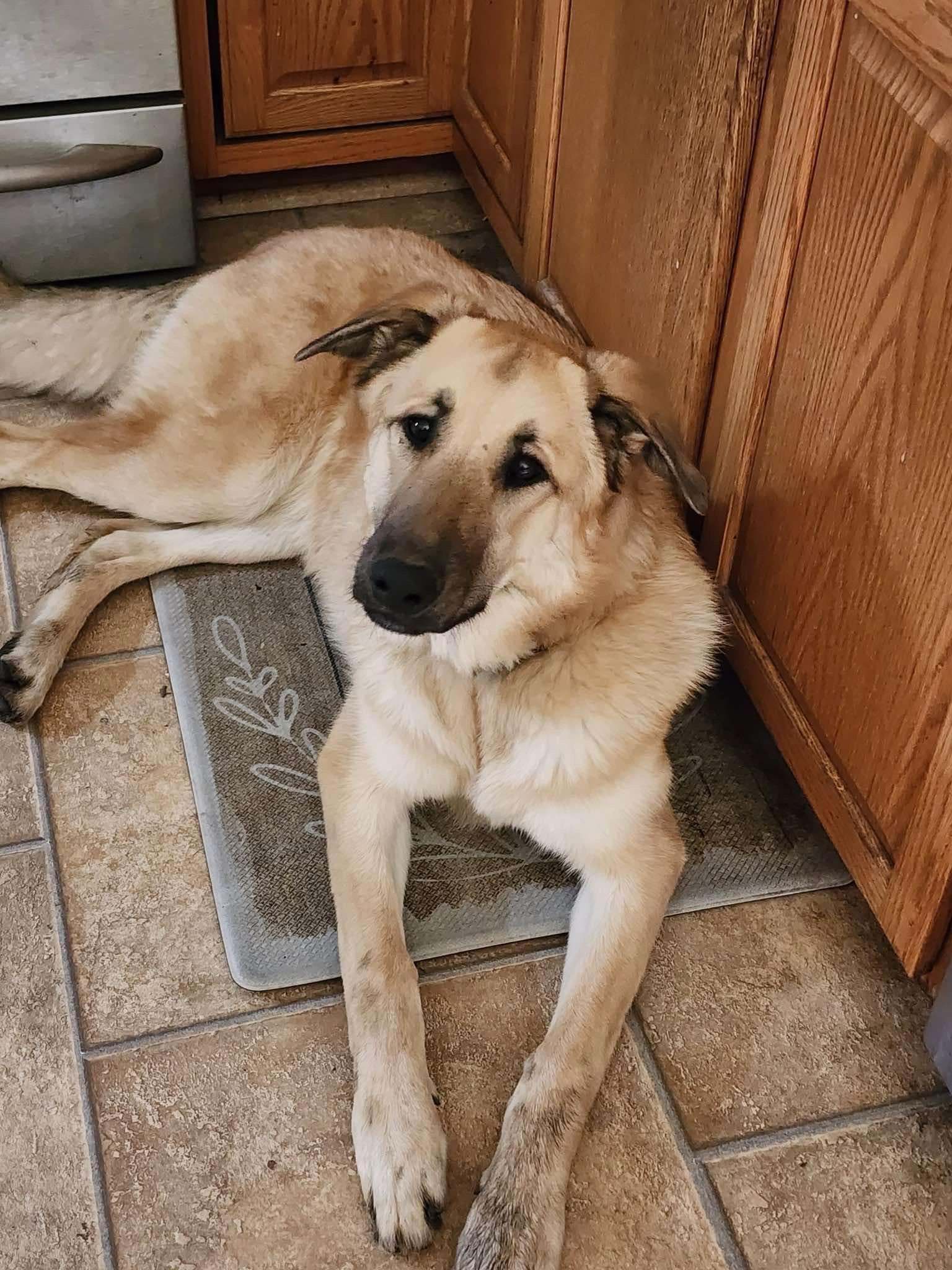 Klaus, an adoptable Shepherd in Watertown, WI, 53094 | Photo Image 5