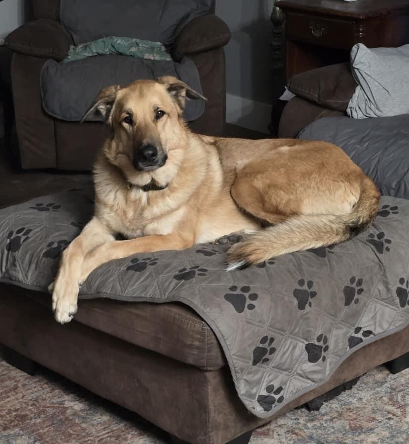 Klaus, an adoptable Shepherd in Watertown, WI, 53094 | Photo Image 3