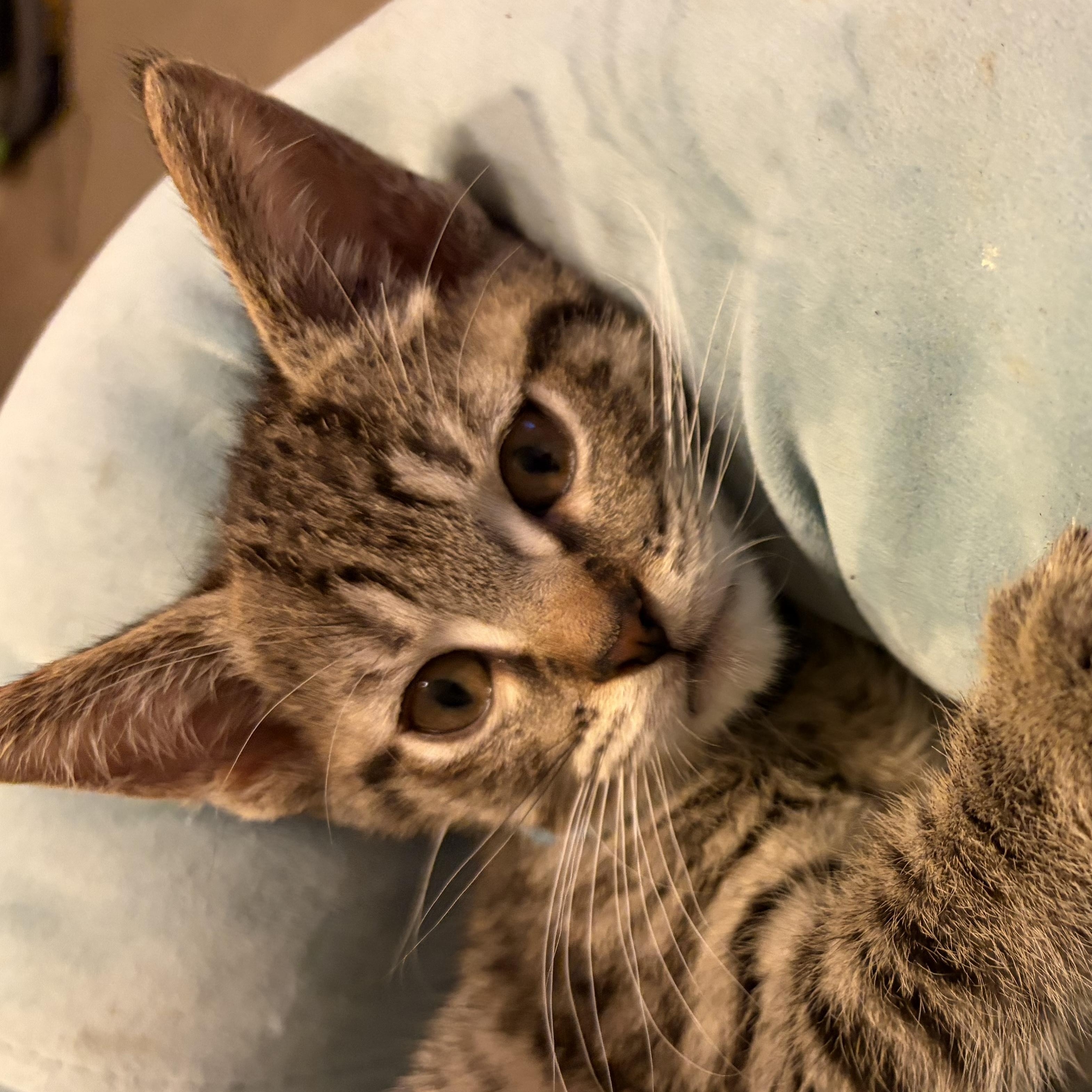 Enlarge Bruce, a Adoptable Domestic Short Hair in Houghton Lake, MI image 1/4