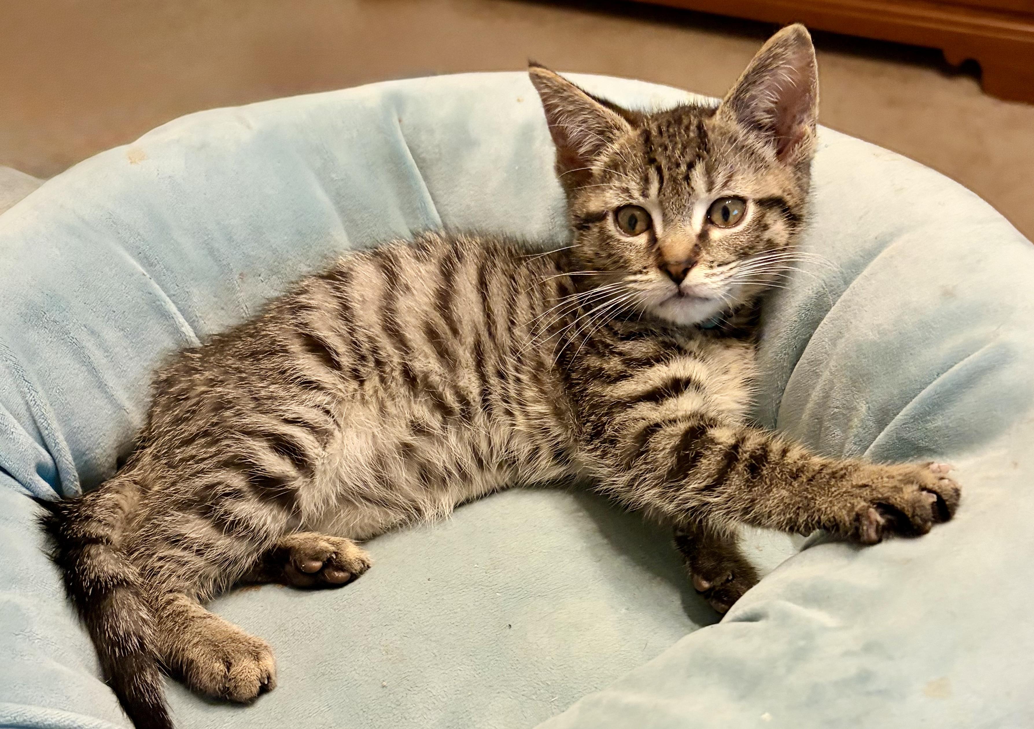 Enlarge Bruce, a Adoptable Domestic Short Hair in Houghton Lake, MI image 2/4