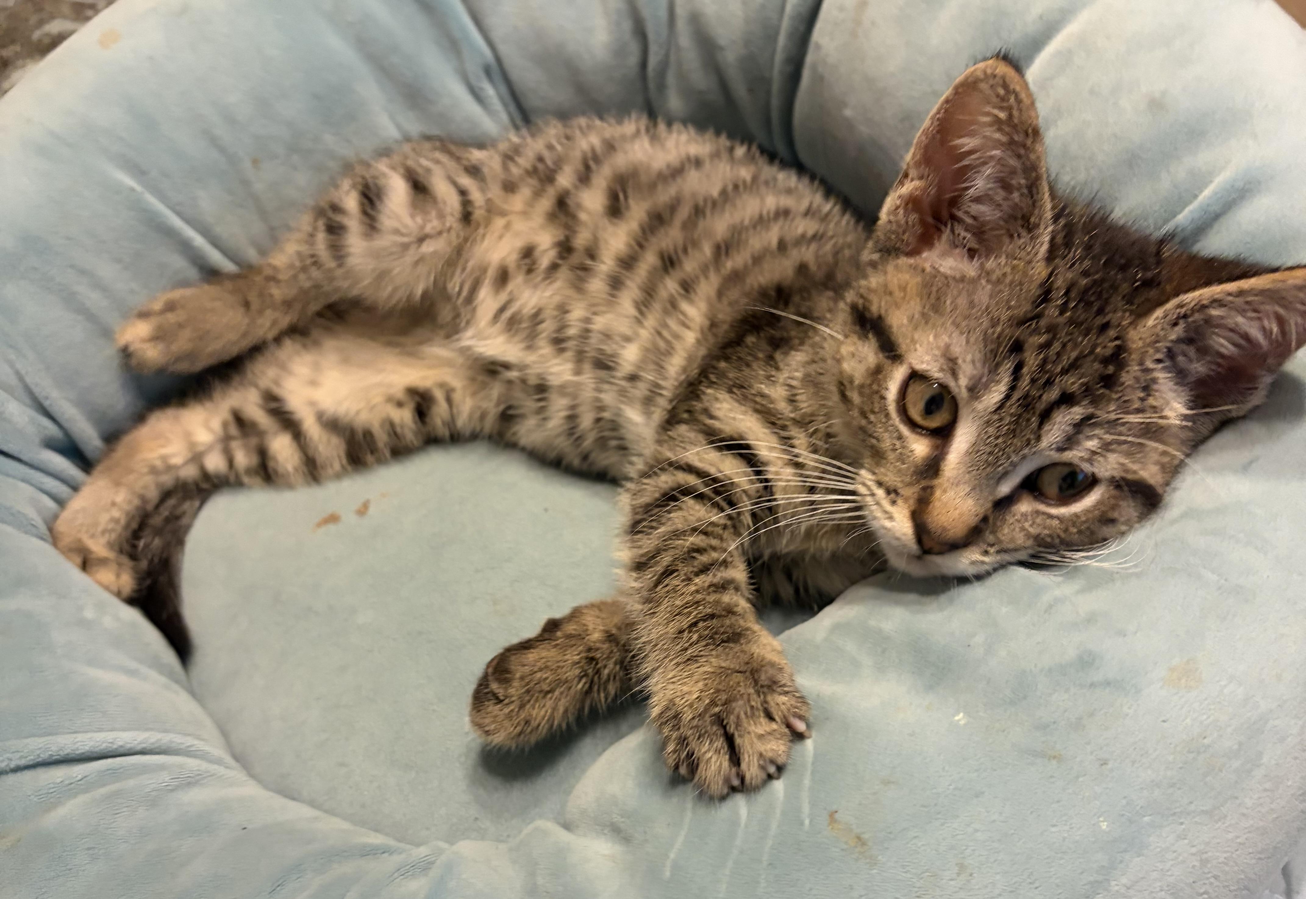 Enlarge Bruce, a Adoptable Domestic Short Hair in Houghton Lake, MI image 3/4