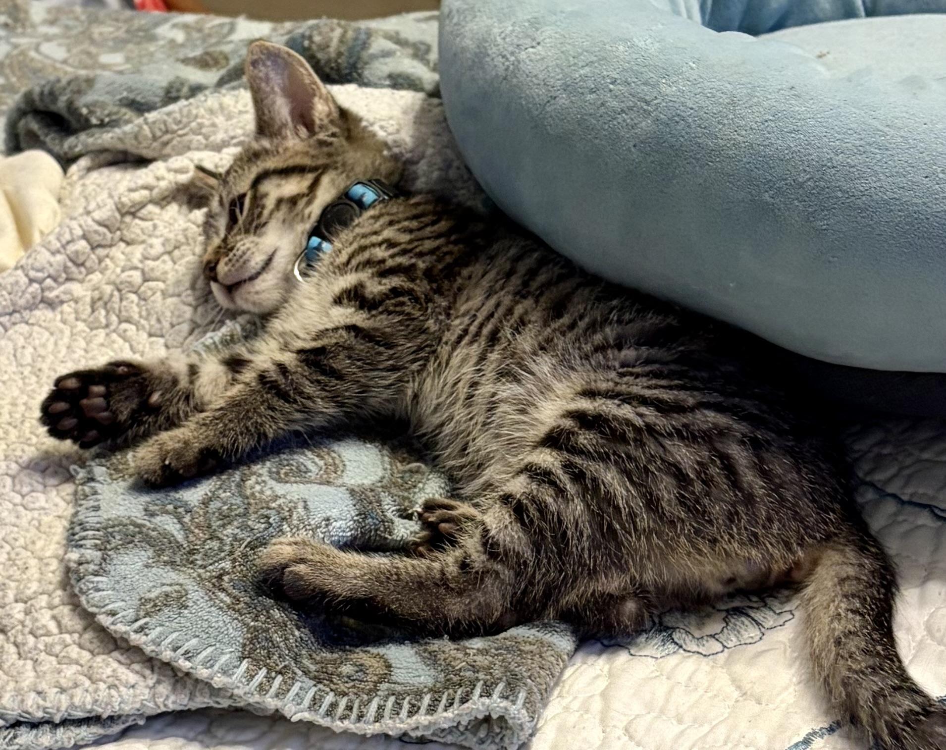 Enlarge Bruce, a Adoptable Domestic Short Hair in Houghton Lake, MI image 4/4