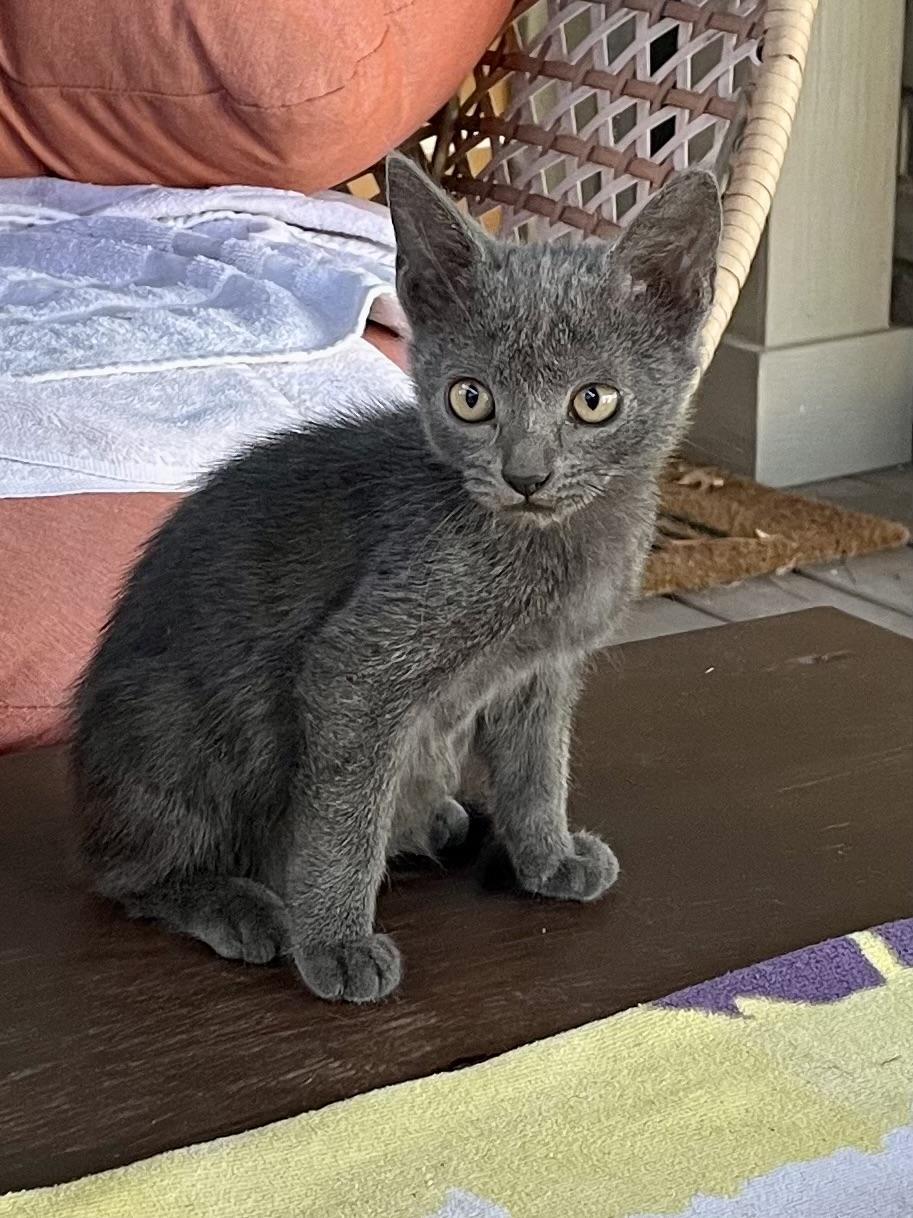 Dax, Adopted, Kitten Male Russian Blue & Domestic Short Hair.
