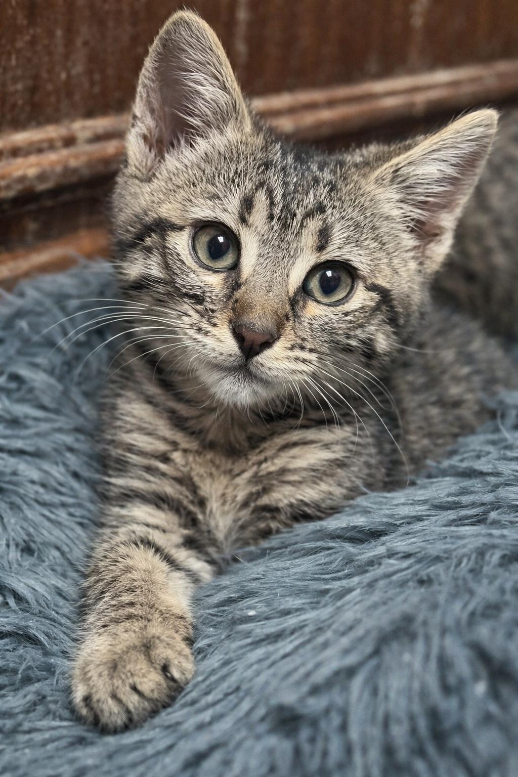 Enlarge Charlie  And Echo (Brothers of Blue and Delta), a ADOPTABLE Tabby in Houston, TX image 3/5