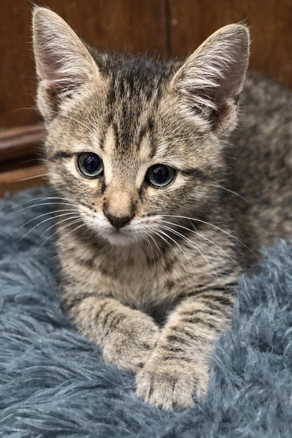 Enlarge Charlie  And Echo (Brothers of Blue and Delta), a ADOPTABLE Tabby in Houston, TX image 2/5