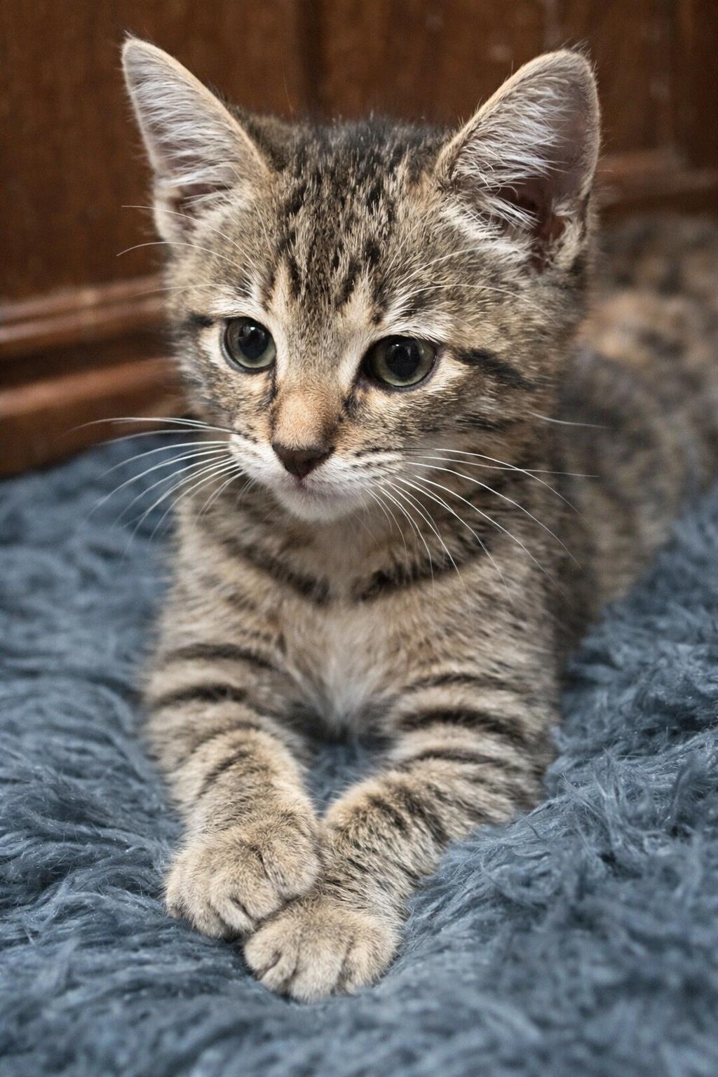 Enlarge Charlie  And Echo (Brothers of Blue and Delta), a ADOPTABLE Tabby in Houston, TX image 4/5