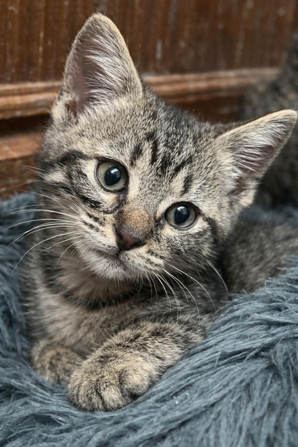 Enlarge Charlie  And Echo (Brothers of Blue and Delta), a ADOPTABLE Tabby in Houston, TX image 5/5