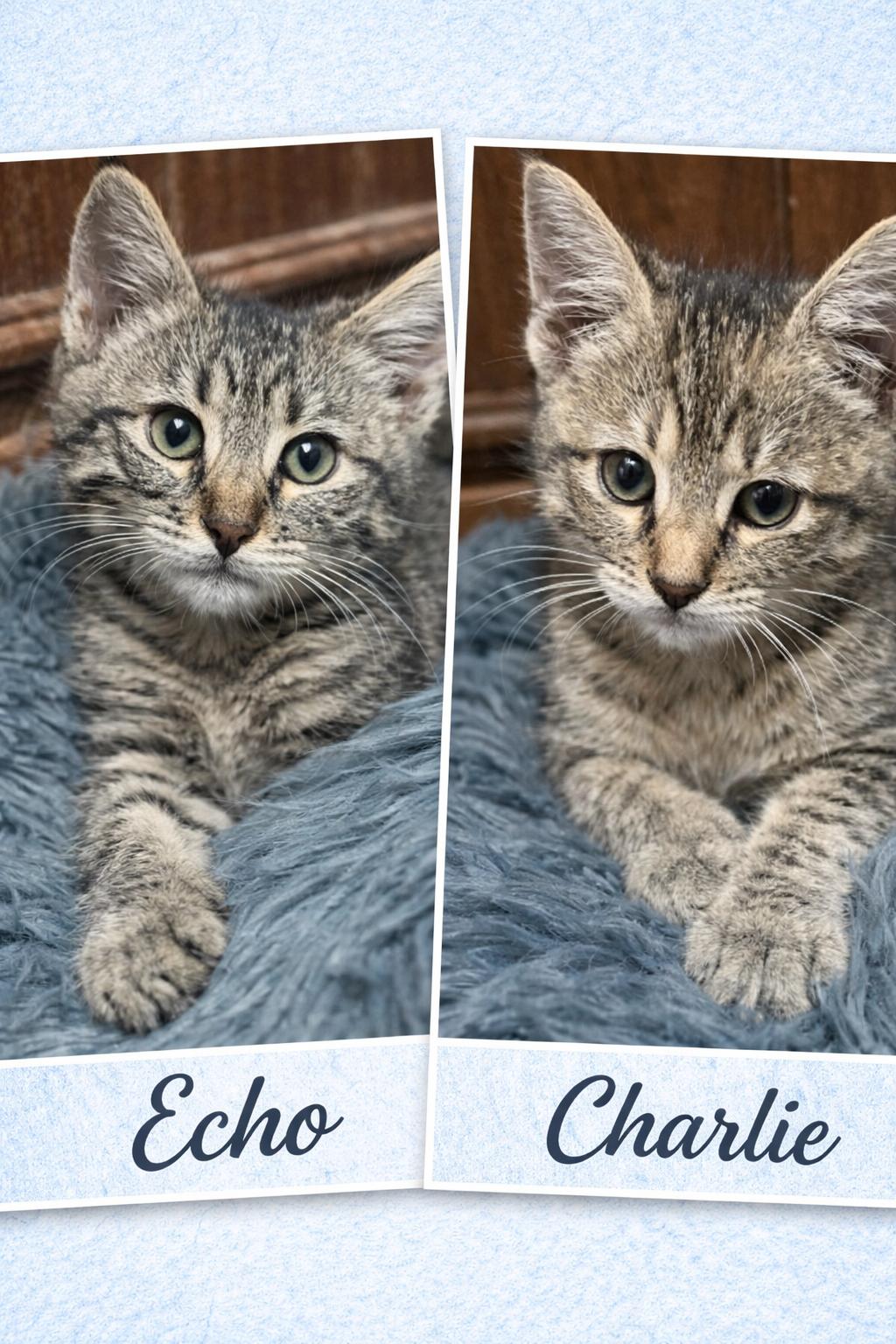 Enlarge Charlie  And Echo (Brothers of Blue and Delta), a ADOPTABLE Tabby in Houston, TX image 1/5