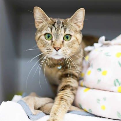 Shophie, Adoptable, Adult Female Domestic Short Hair.