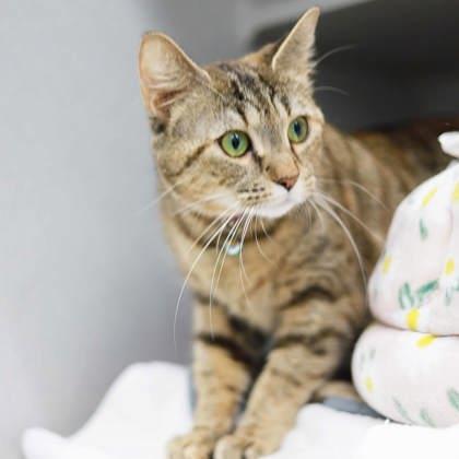 Enlarge Shophie, a Adoptable mixed breed in Atlanta, GA image 2/3