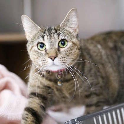 Enlarge Shophie, a Adoptable mixed breed in Atlanta, GA image 3/3