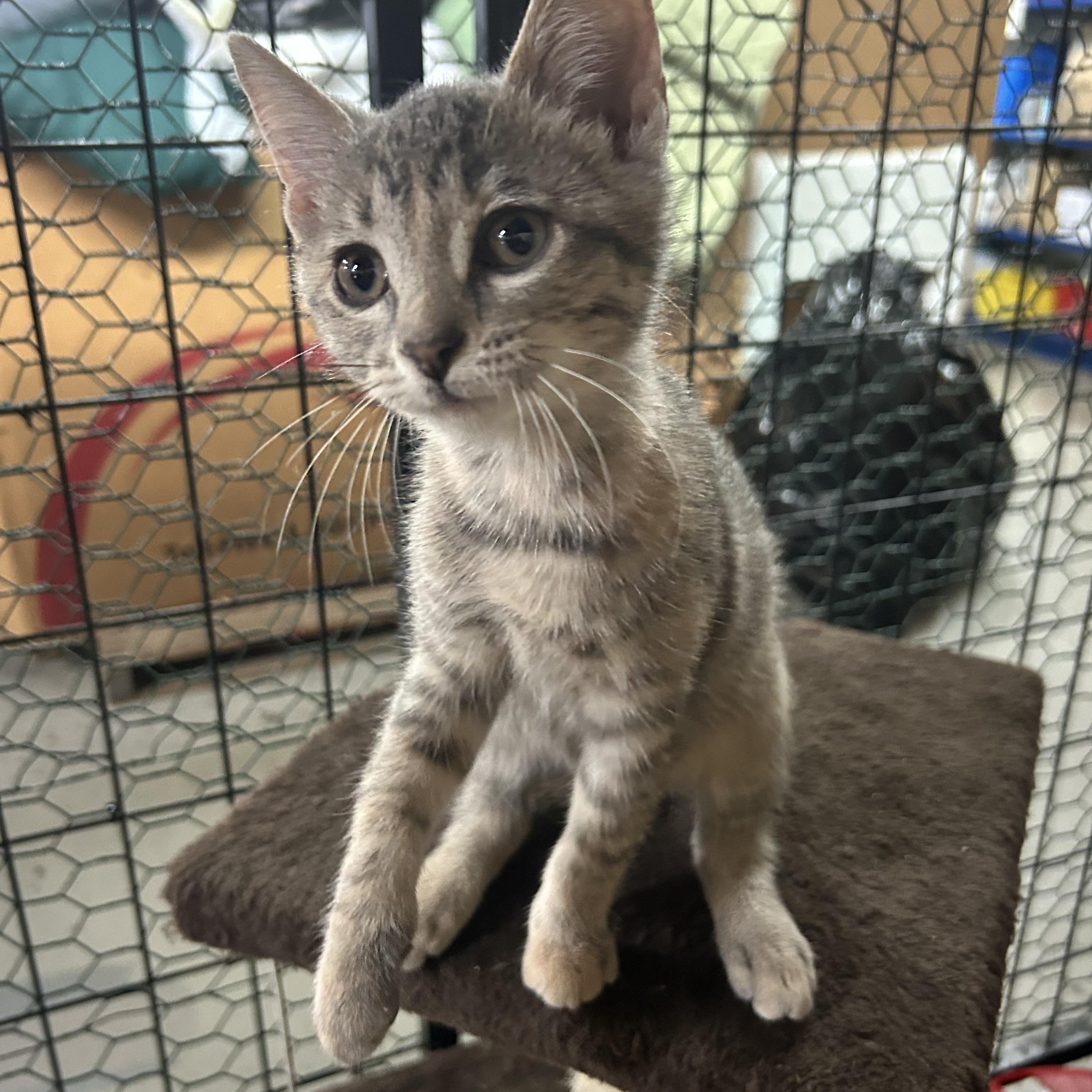 Peaches, Adopted, Kitten Female Torbie.