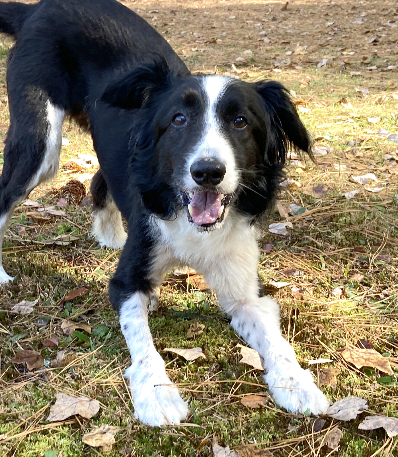 Enlarge Prim, a Adopted Border Collie in Gloucester, VA image 1/6