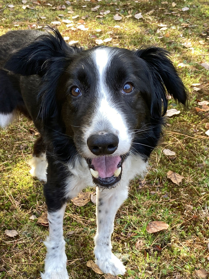 Enlarge Prim, a Adopted Border Collie in Gloucester, VA image 2/6