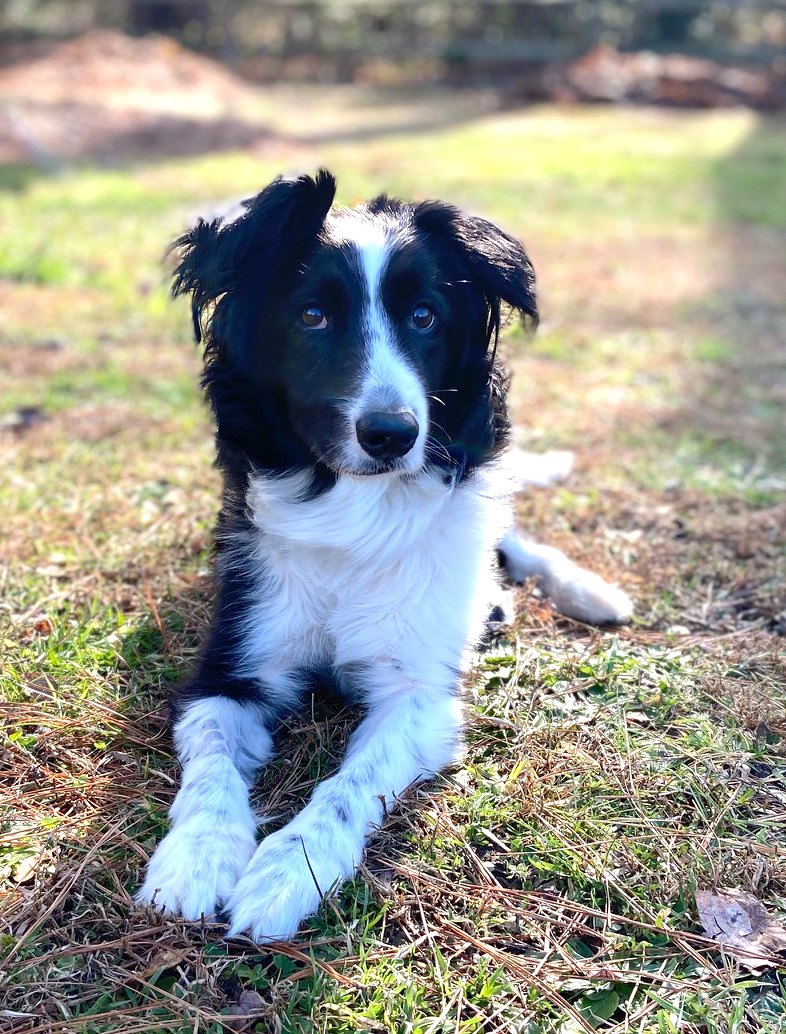 Enlarge Prim, a Adopted Border Collie in Gloucester, VA image 3/6