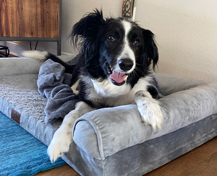 Enlarge Prim, a Adopted Border Collie in Gloucester, VA image 4/6