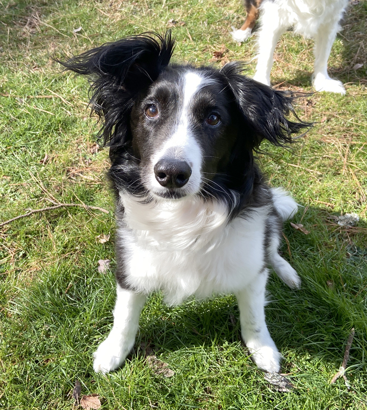 Enlarge Prim, a Adopted Border Collie in Gloucester, VA image 5/6