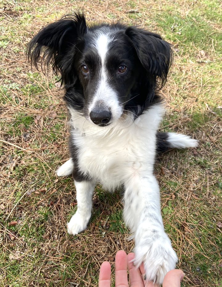 Enlarge Prim, a Adopted Border Collie in Gloucester, VA image 6/6