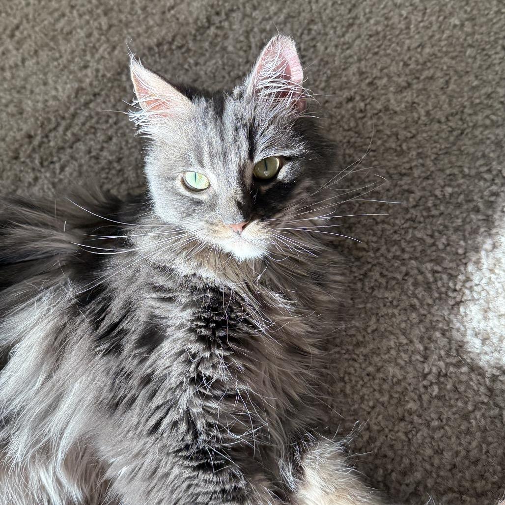 Thalia, Adoptable, Adult Female Domestic Long Hair.