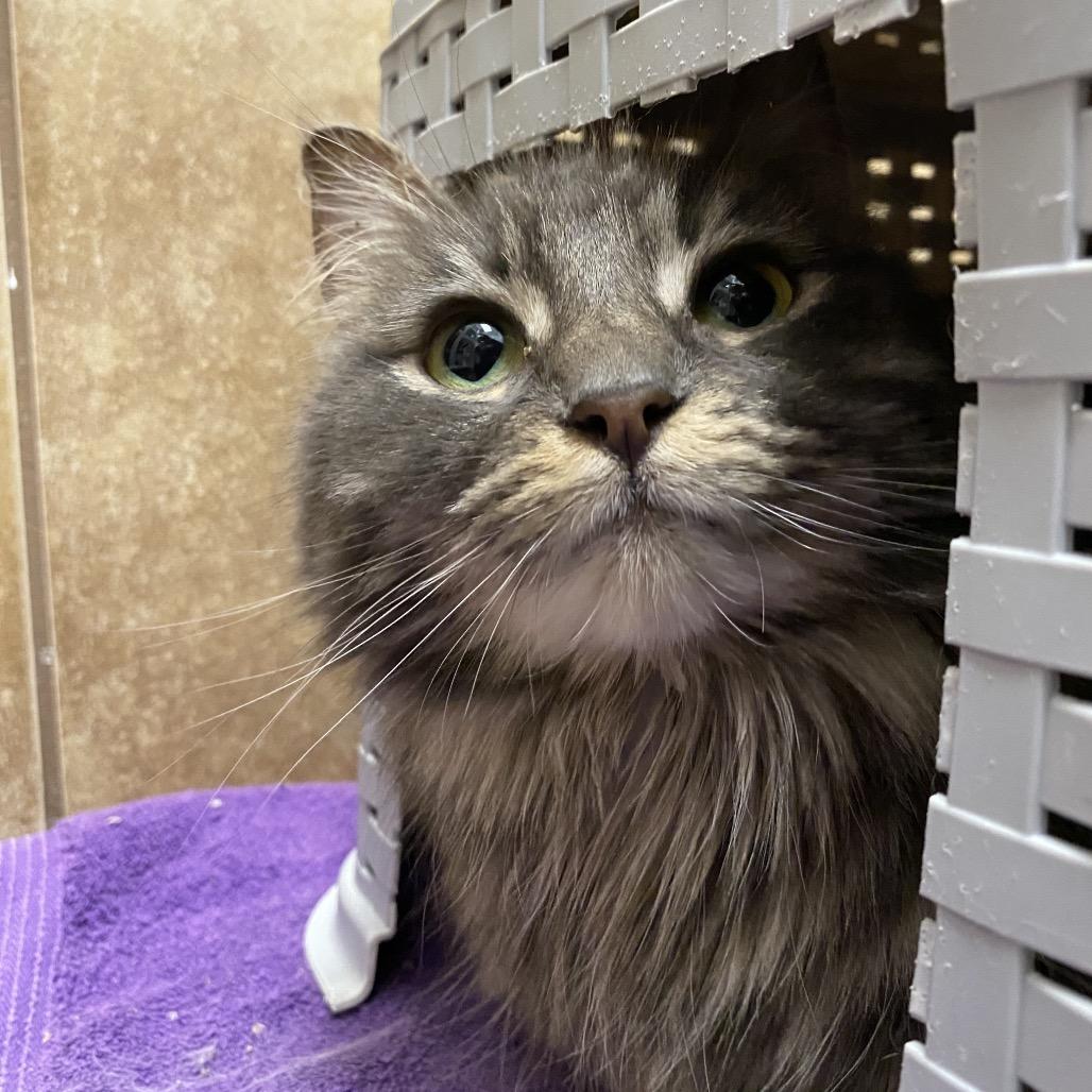 Enlarge Thalia, a Adoptable Domestic Long Hair in Spokane, WA image 2/6