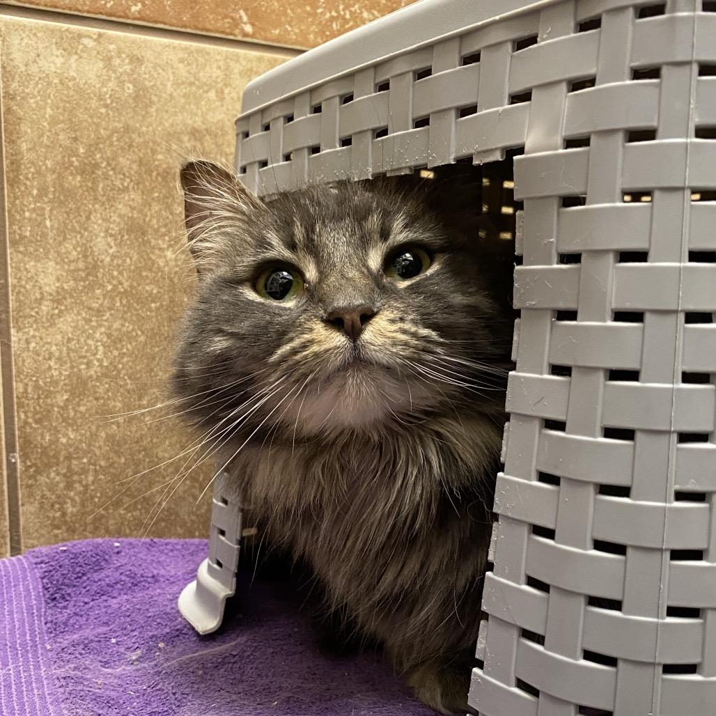 Enlarge Thalia, a Adoptable Domestic Long Hair in Spokane, WA image 3/6