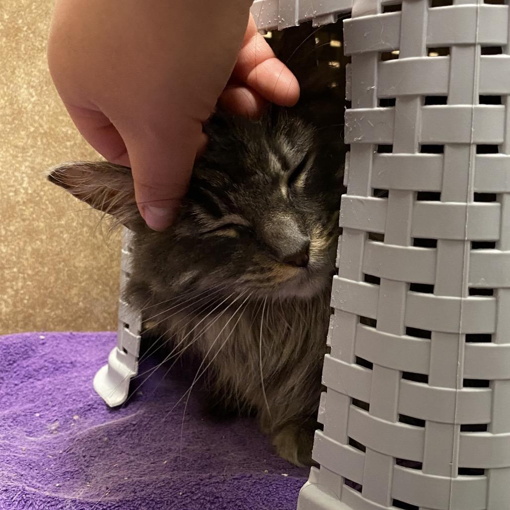 Enlarge Thalia, a Adoptable Domestic Long Hair in Spokane, WA image 4/6