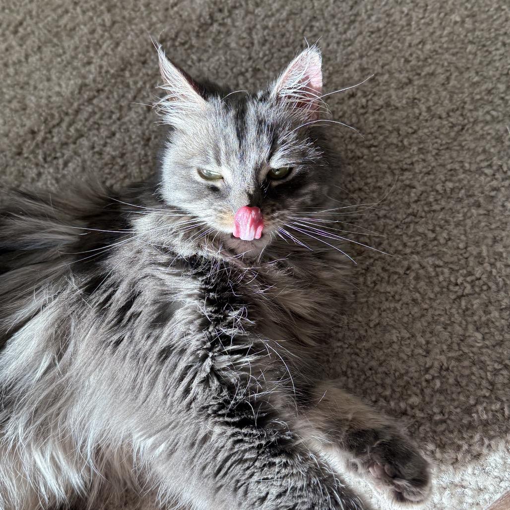 Enlarge Thalia, a Adoptable Domestic Long Hair in Spokane, WA image 5/6